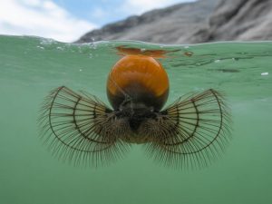 Ammonitrate risques : quels dangers pour la santé, la sécurité et l’environnement