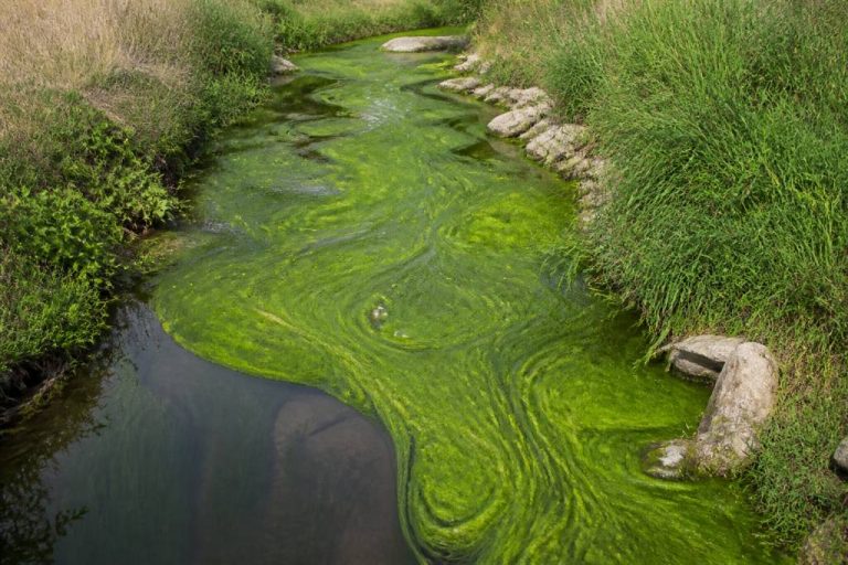 Azote nitrate : comprendre ses impacts sur l’environnement et les solutions de réduction