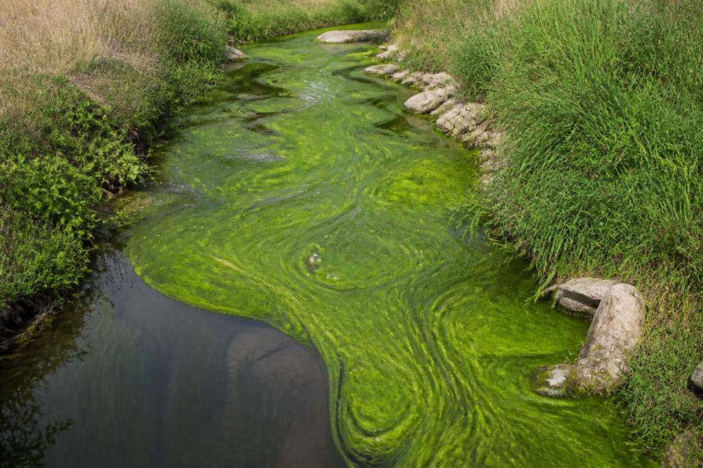 Azote nitrate : comprendre ses impacts sur l’environnement et les solutions de réduction